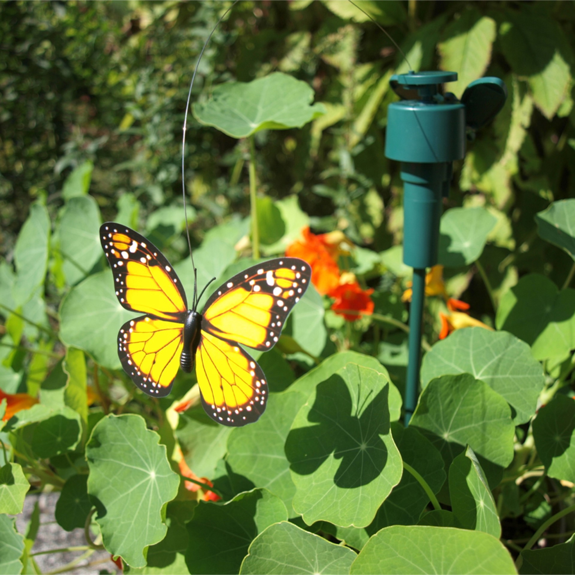 Darstellung von RP Schmetterlinge nur Solar 6 Farben sort