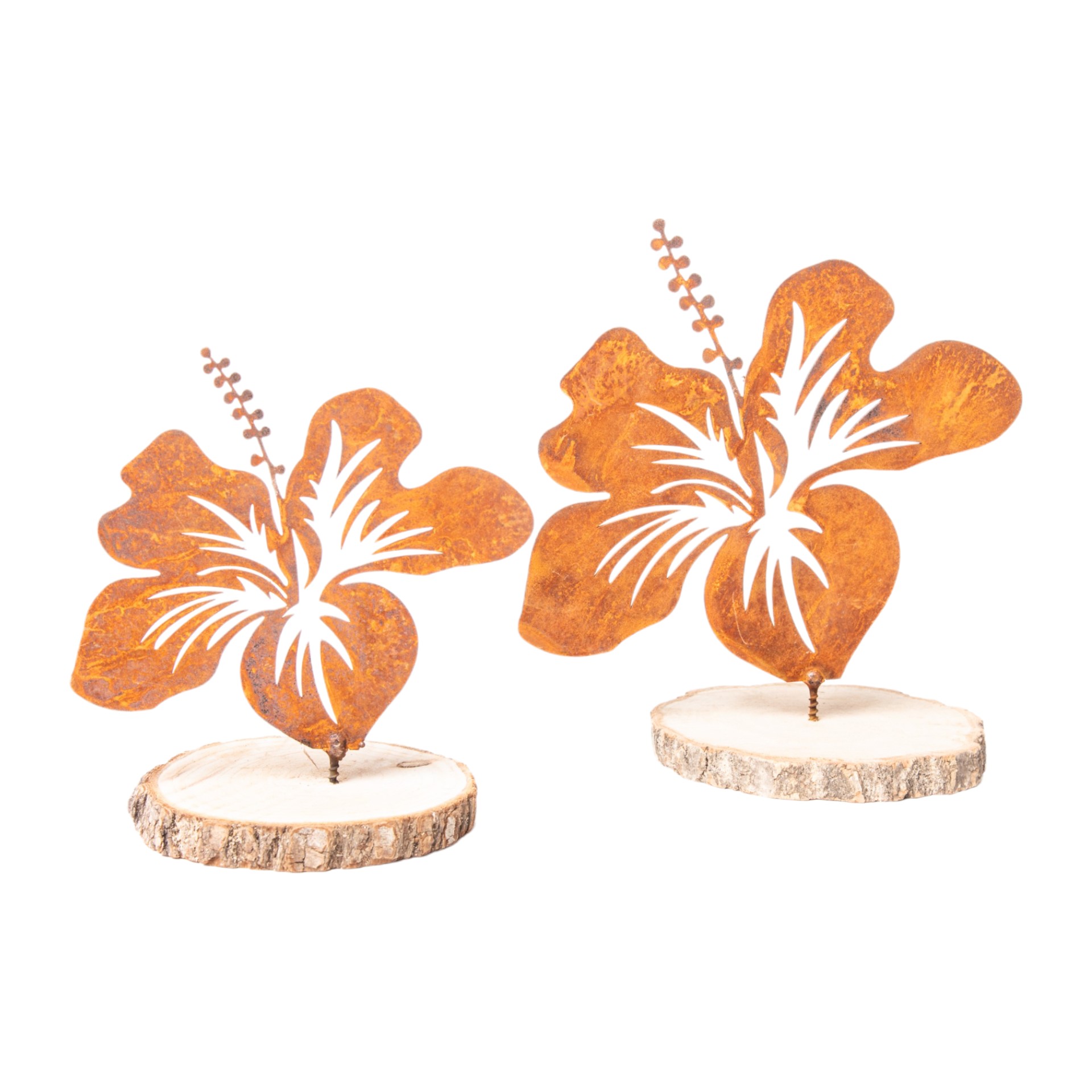 Darstellung von Hibiskus mittel mit Dorn