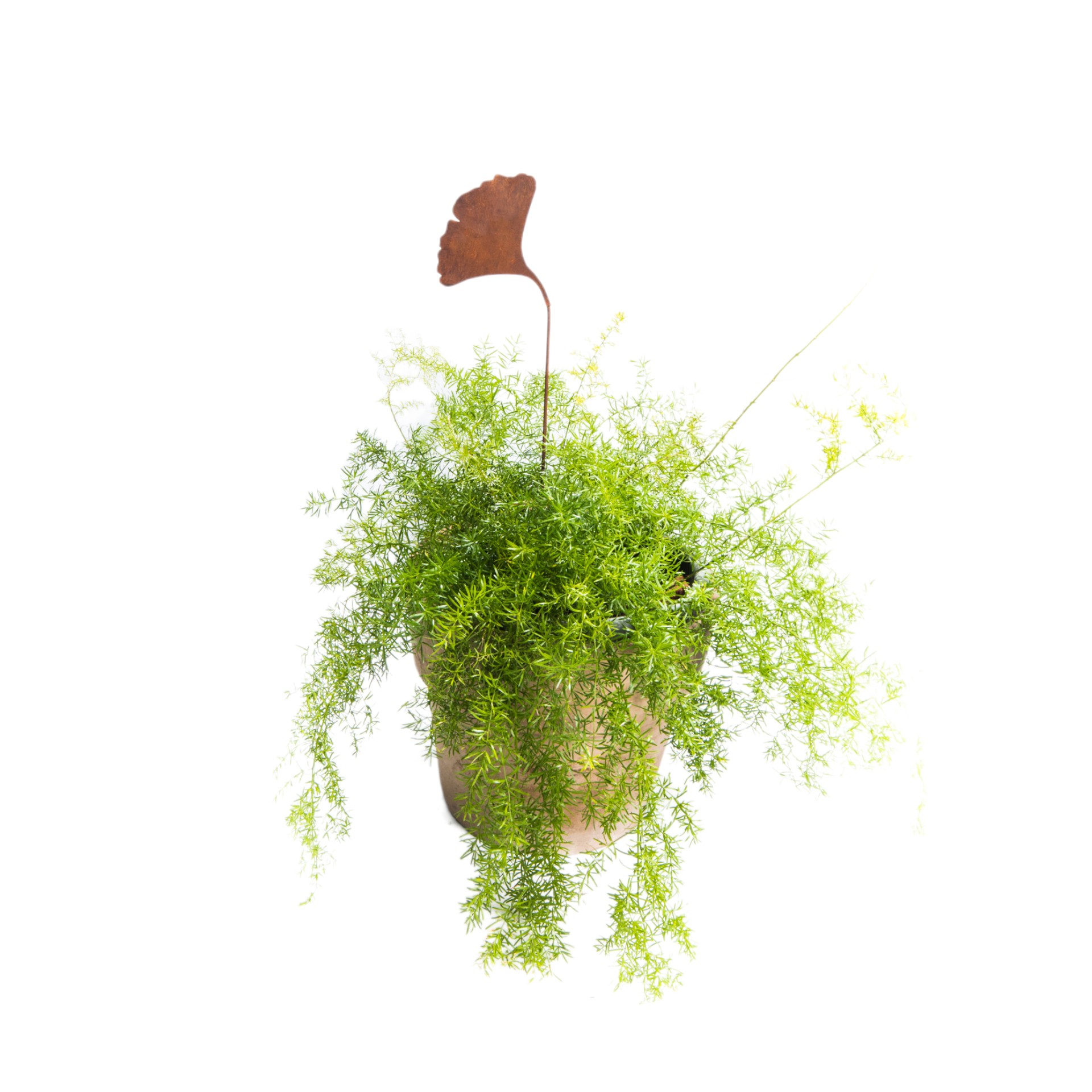 Darstellung von Ginkoblatt kl. auf Stab, 162918