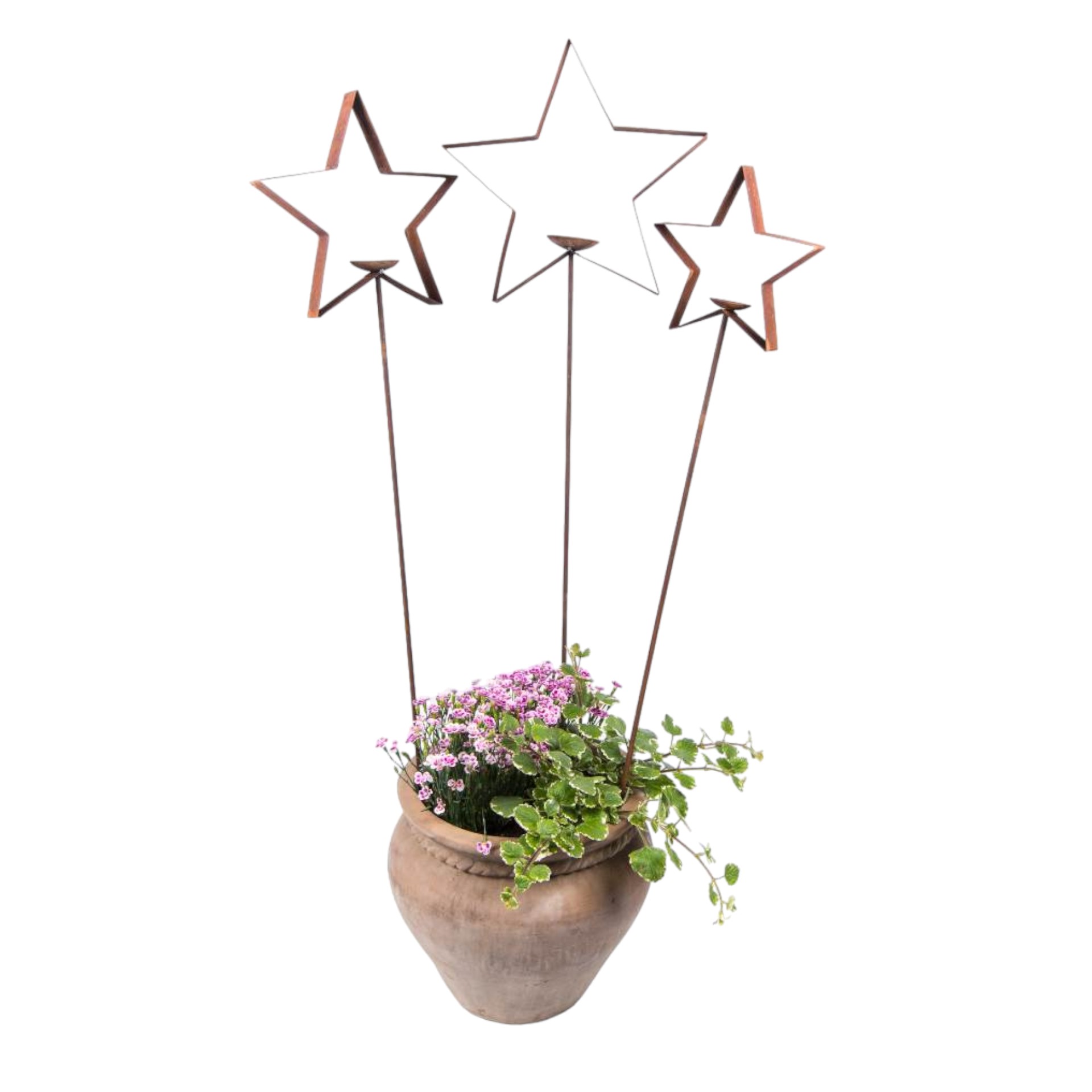 Darstellung von Stern gross m. Teller d= 40 cm