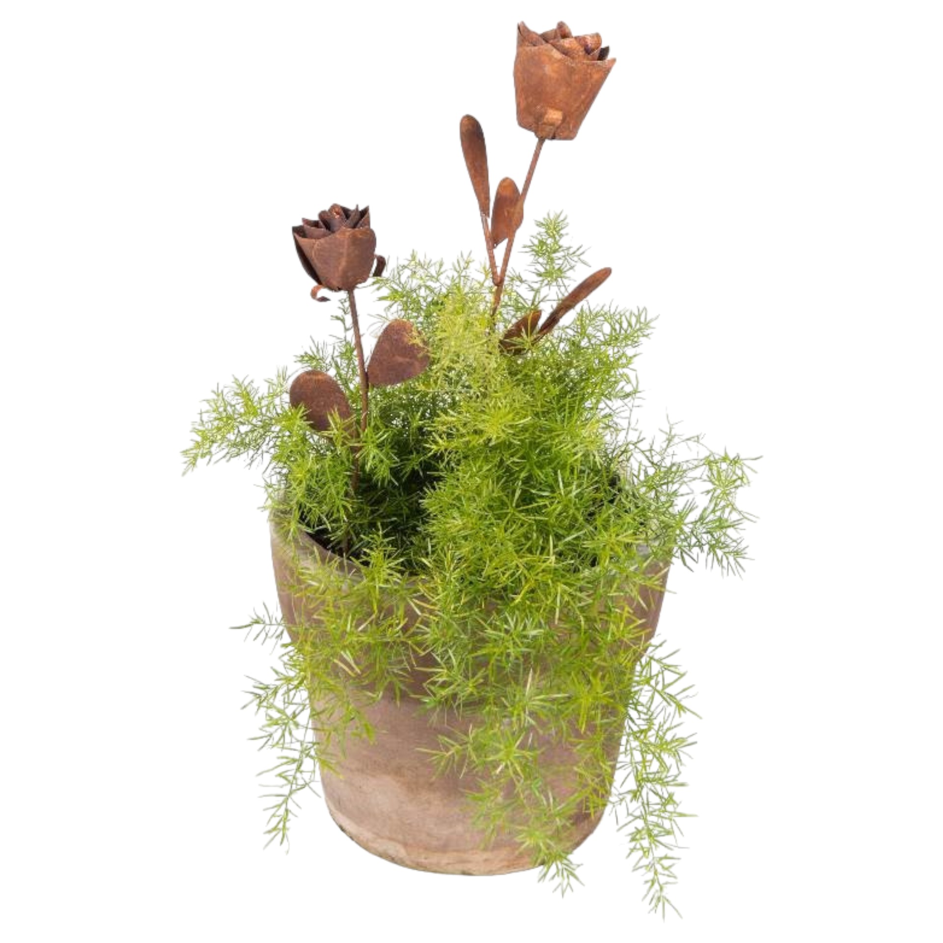 Darstellung von Rose mittel zum Stecken