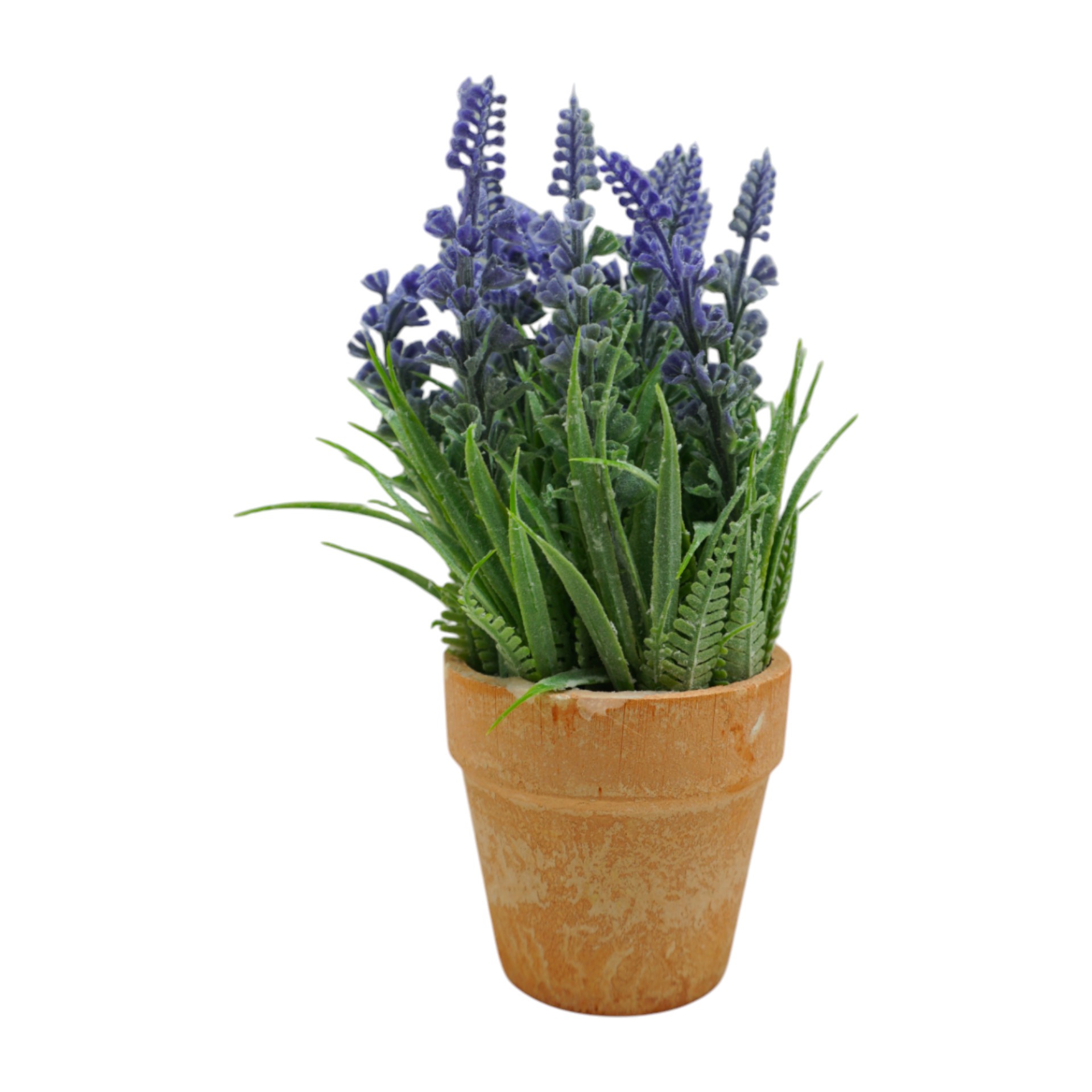 Darstellung von Lavendel i. Topf h= 18 cm