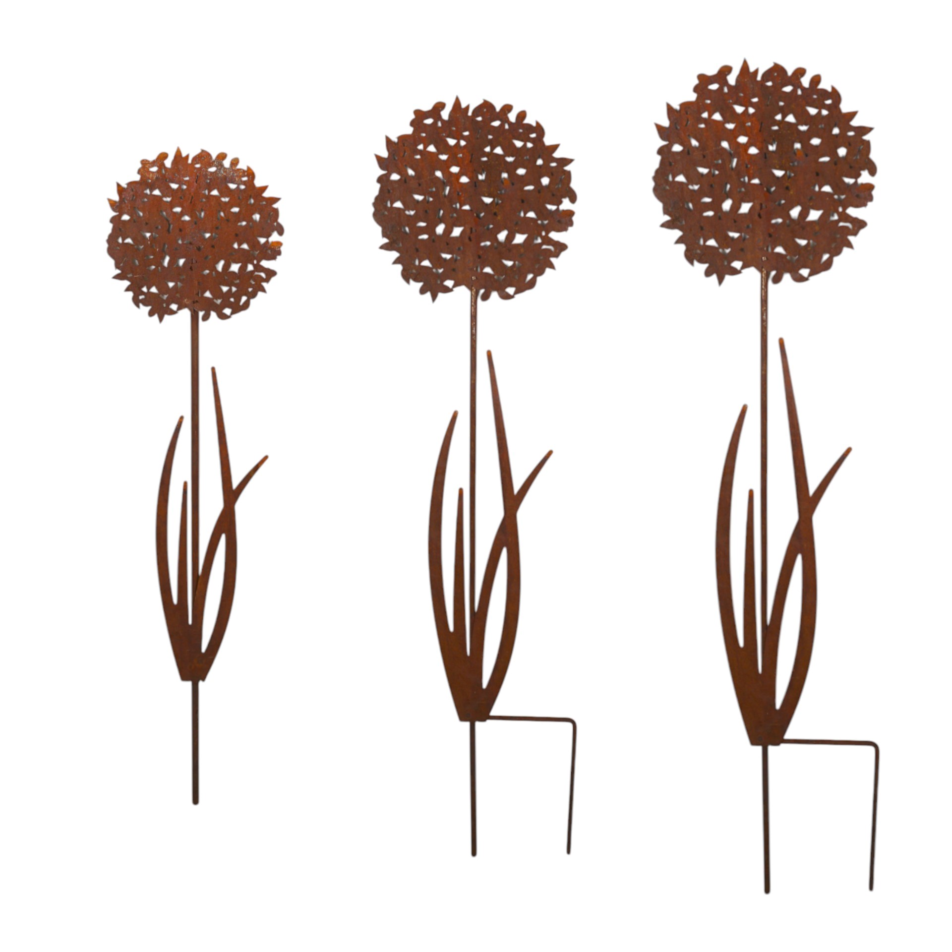 Darstellung von Allium klein zum Stecken