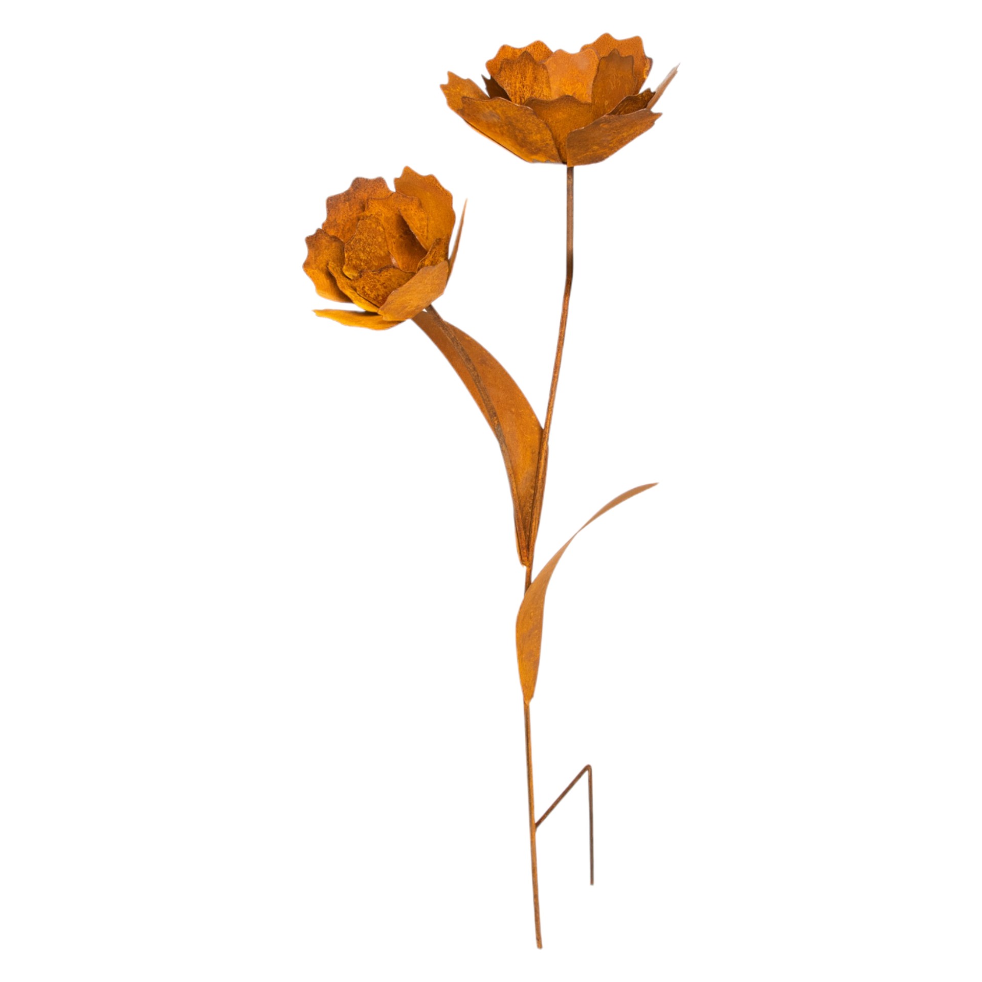 Darstellung von Rose mittel mit 2 Blüten zum Stecken