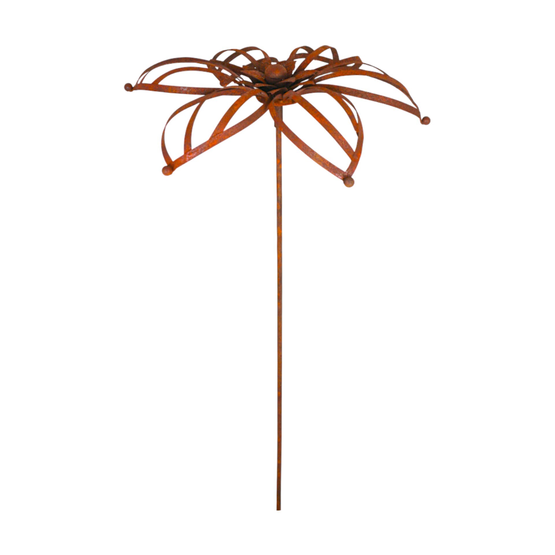 Darstellung von Blume a. Stab Iris