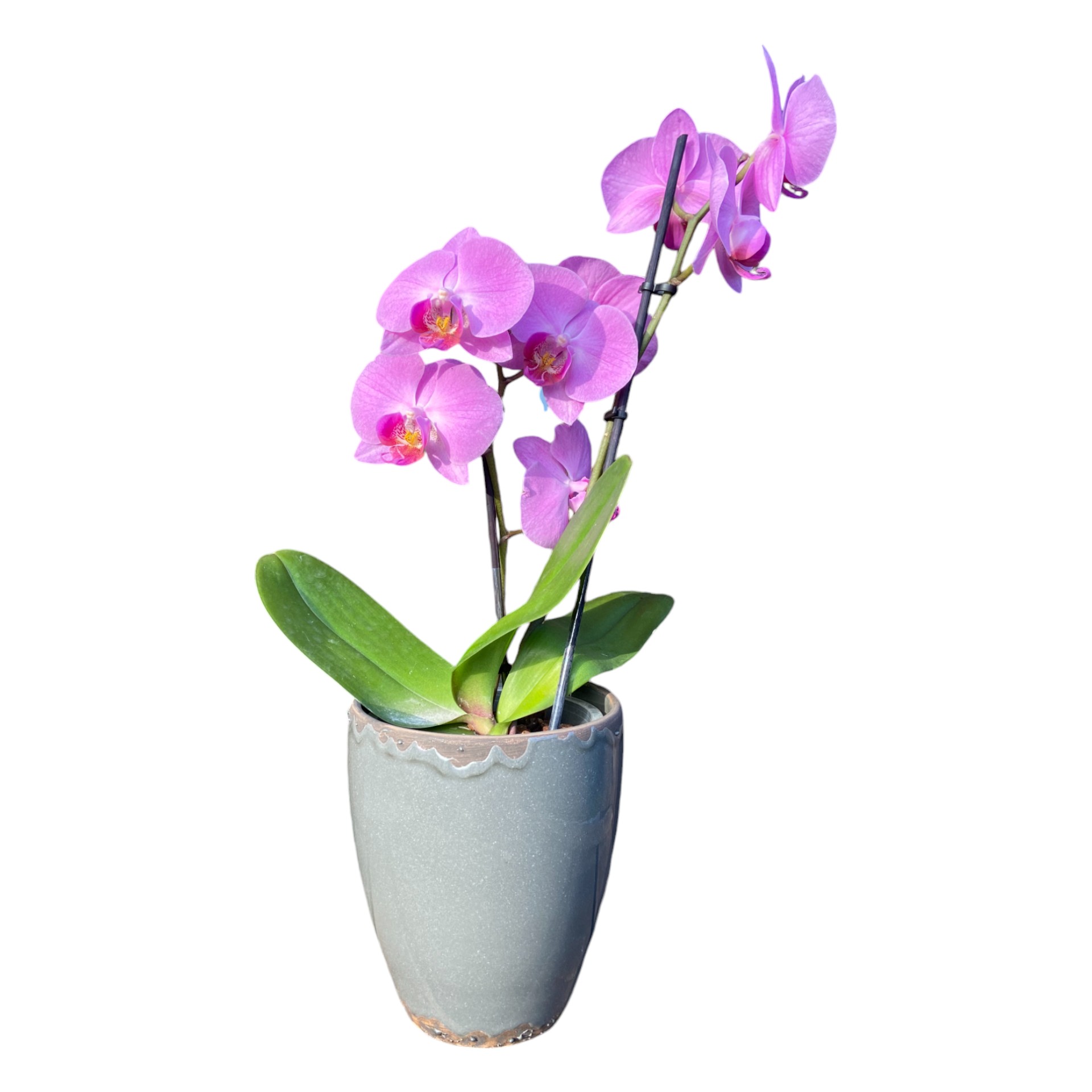 Darstellung von RP Orchideentopf DUNKELGRAU 13x16 cm