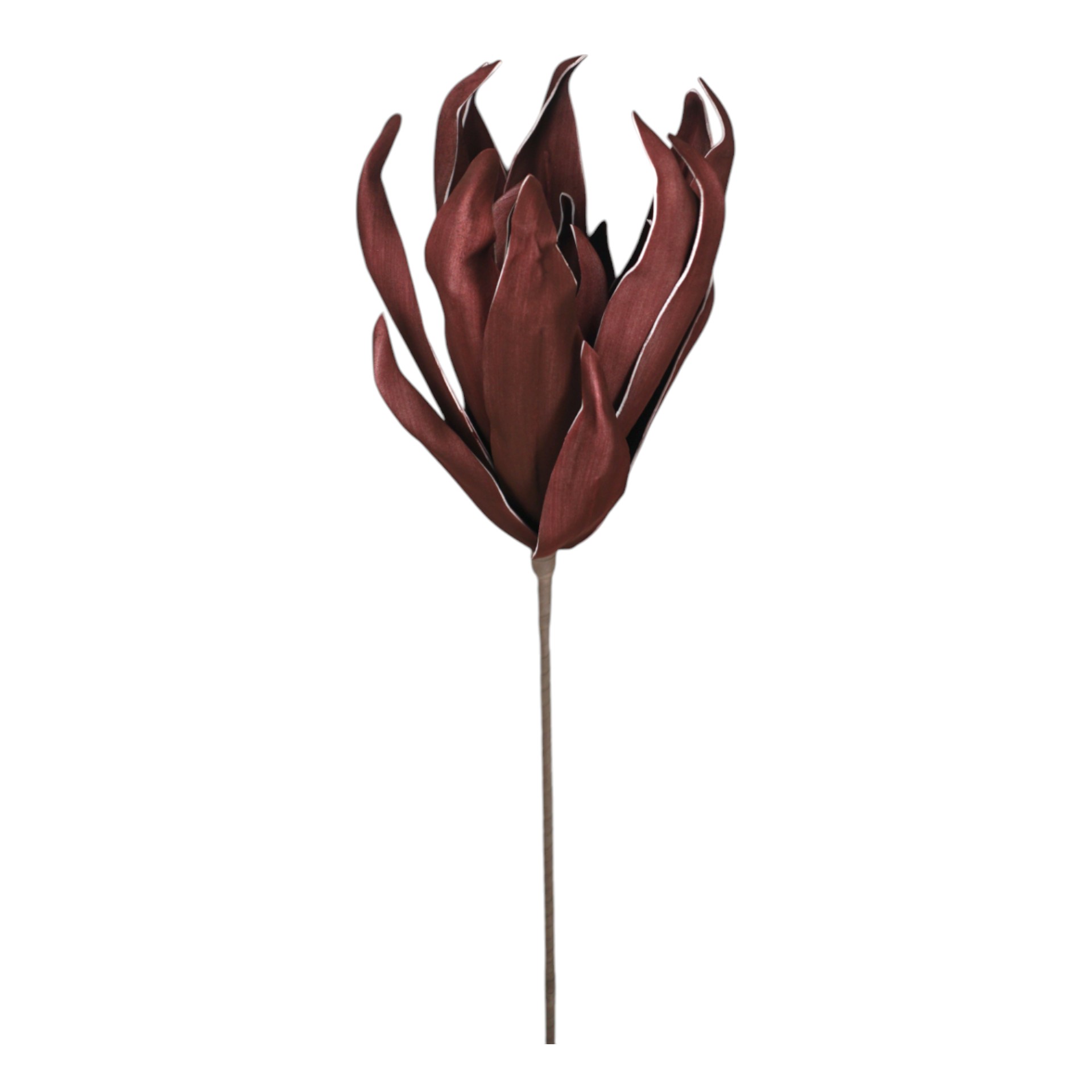 Darstellung von Aloe vera dunkelrot 88 cm