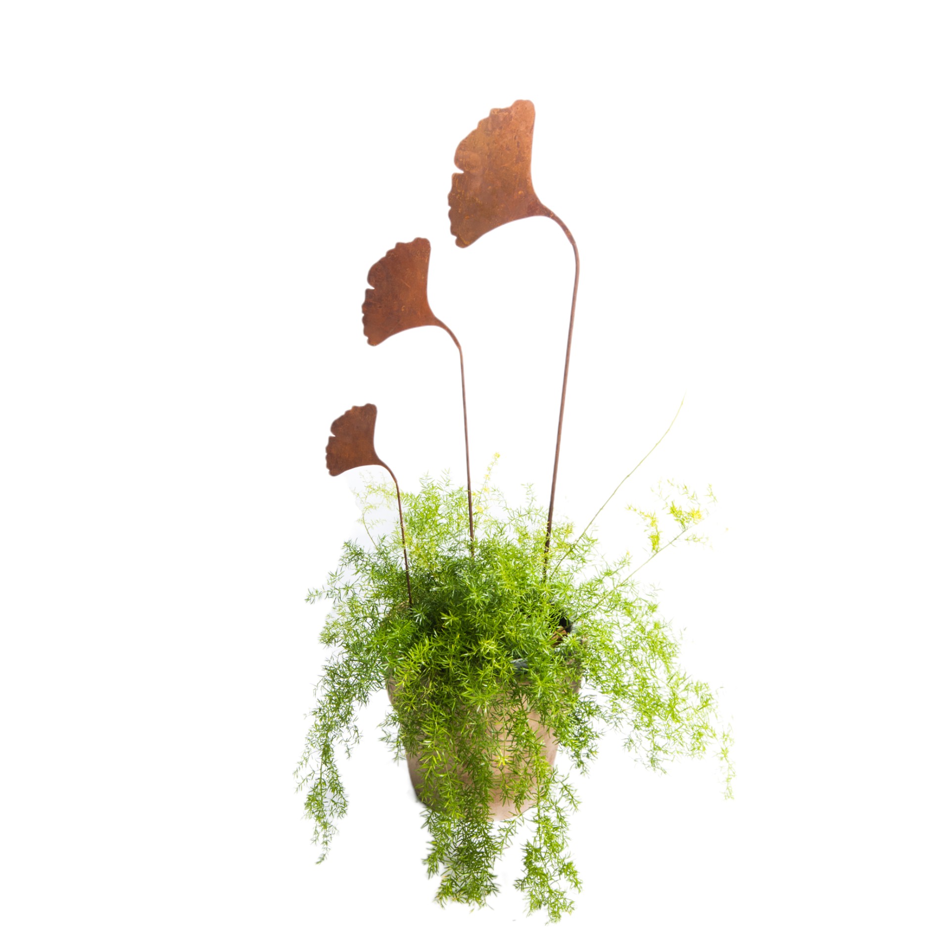 Darstellung von Ginkoblatt kl. auf Stab, 162918