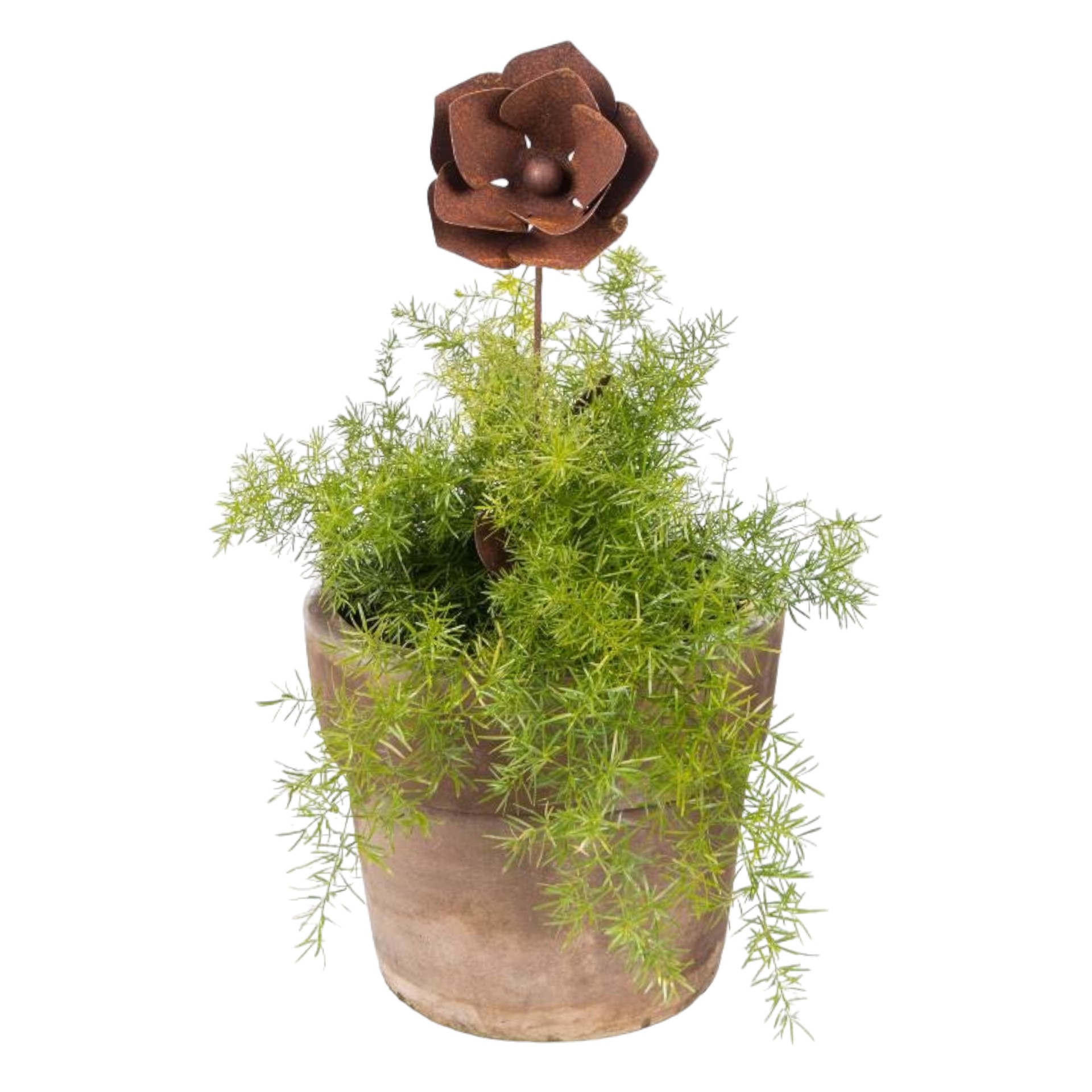 Darstellung von Blume mittel offen 2 Blüten