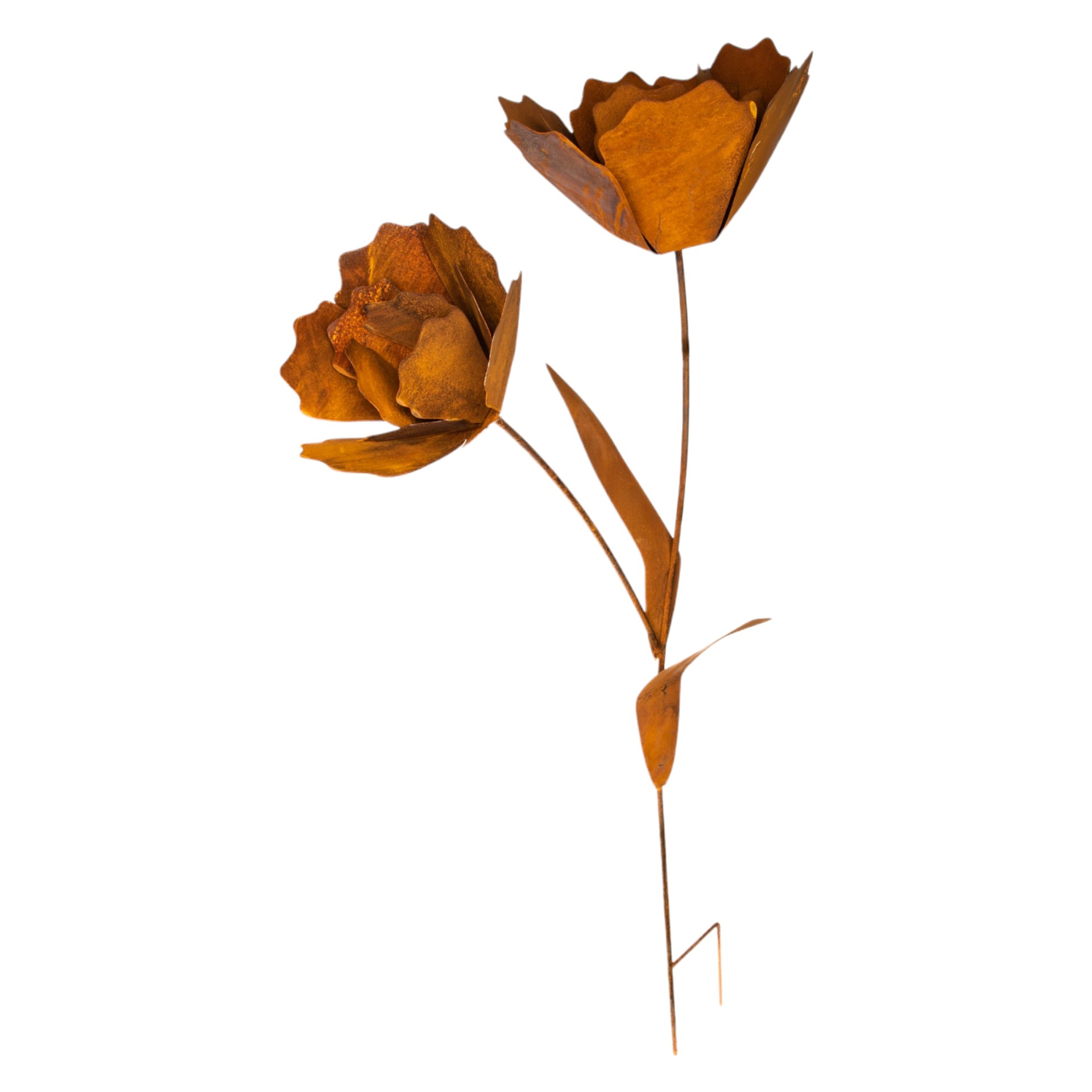 Darstellung von Rose gross mit 2 Blüten zum Stecken