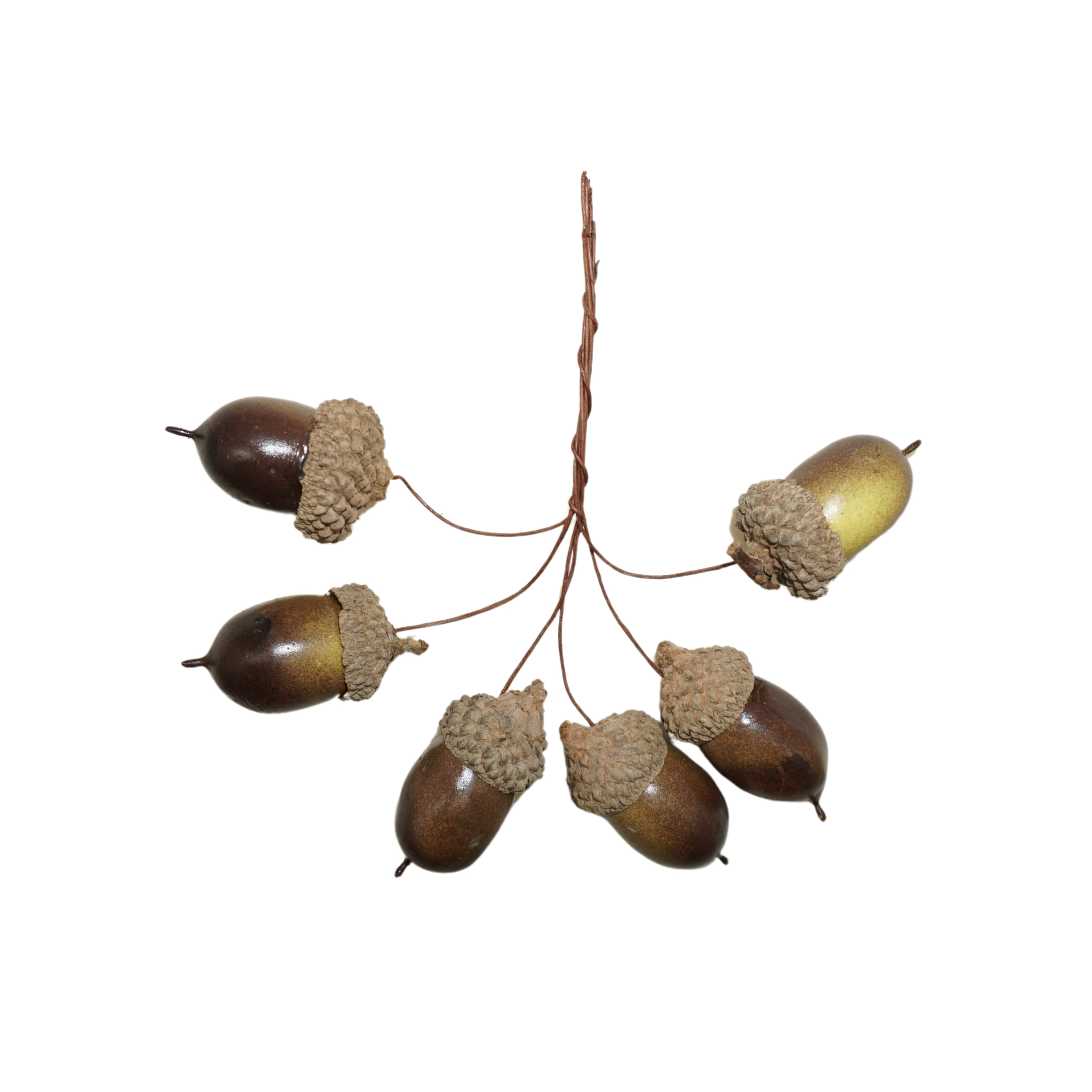 Darstellung von RP Eichelnbund 6tlg. i.  Box  l=10 cm