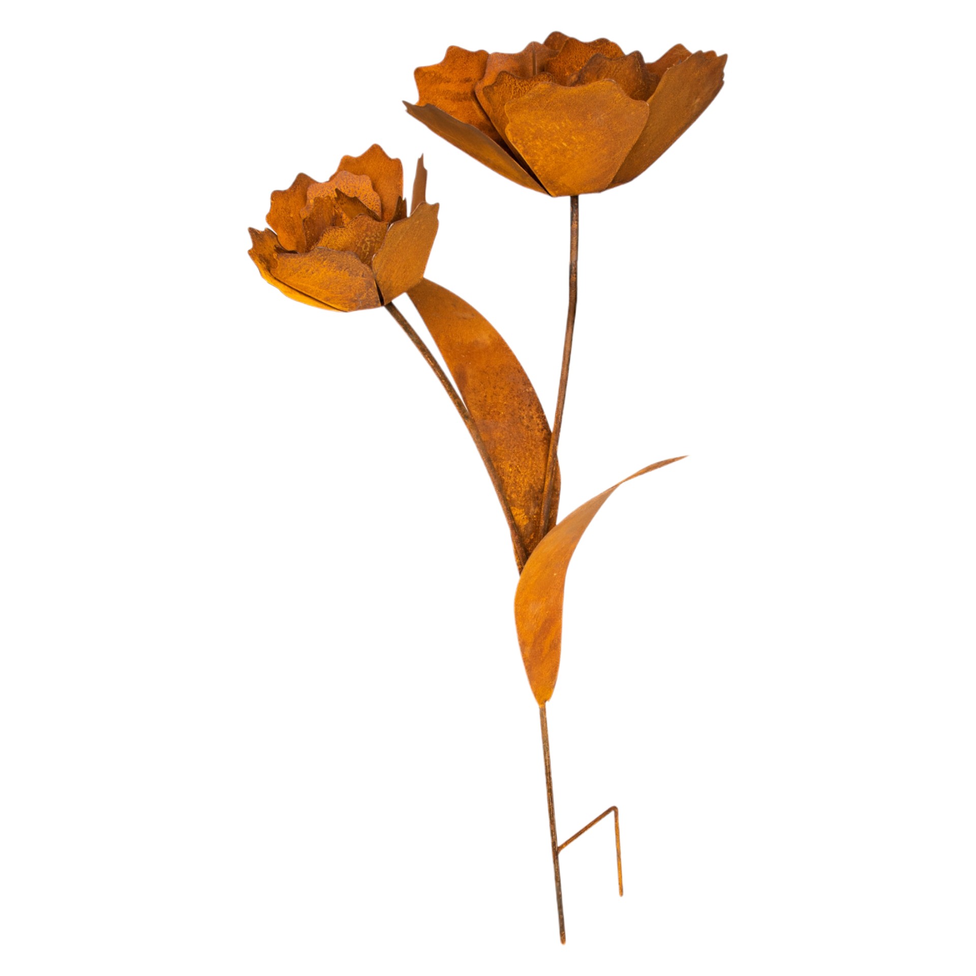 Darstellung von Rose riesig mit 2 Blüten zum Stecken