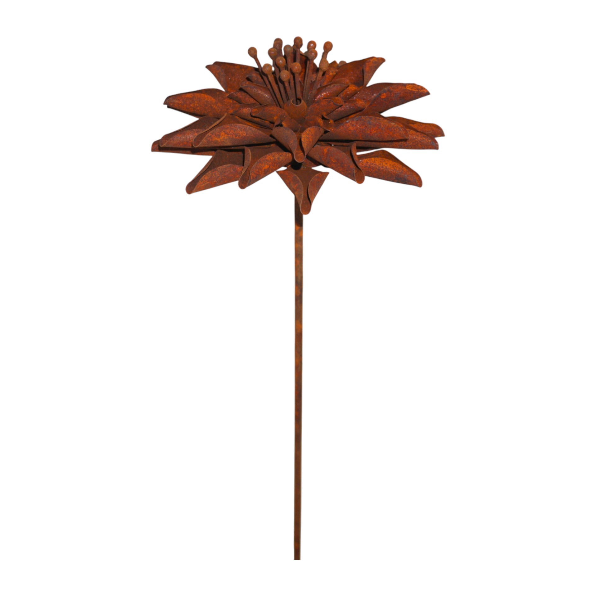 Darstellung von Chrysantheme rost a. Stab