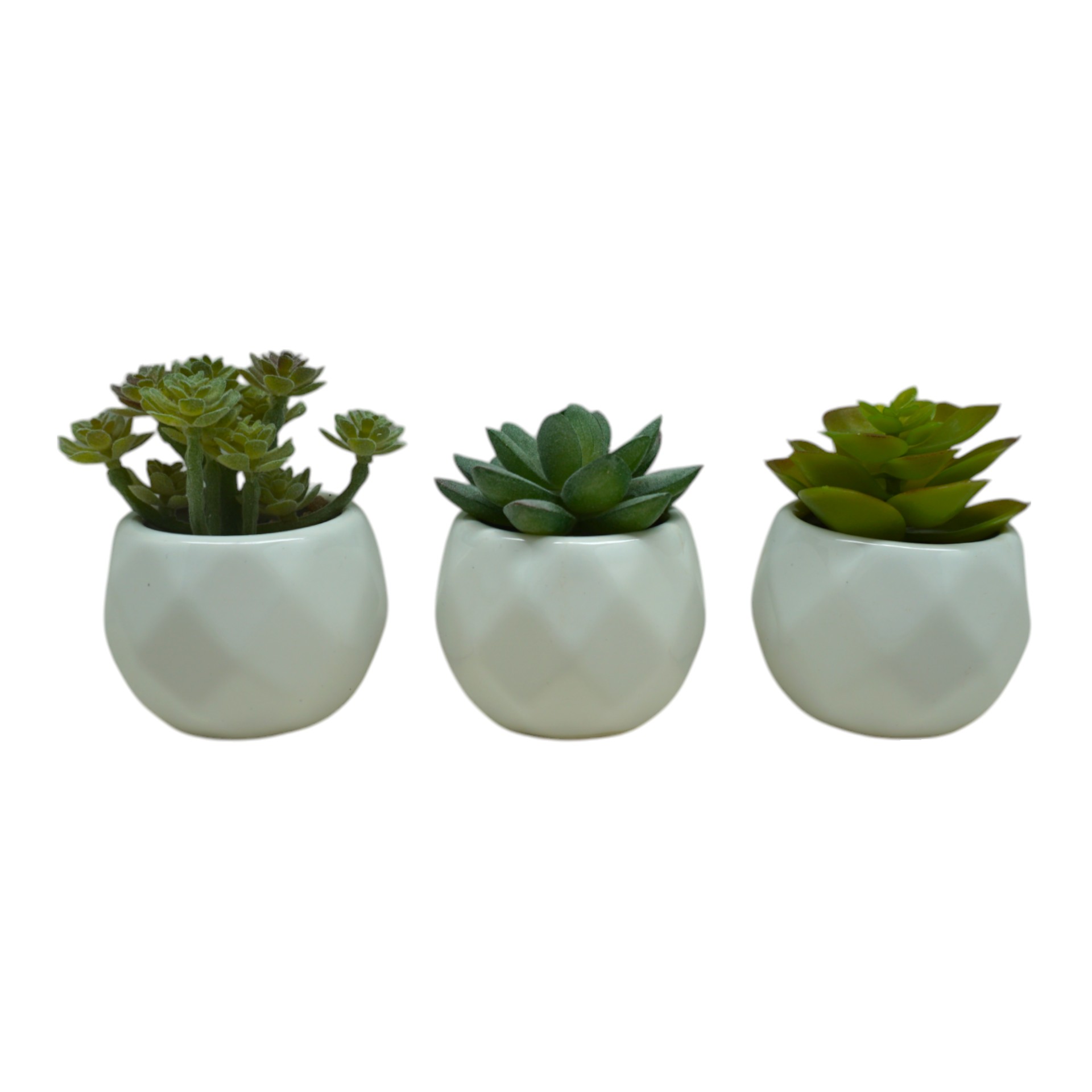 Darstellung von Sukkulenten sortiert i. Topf weiss