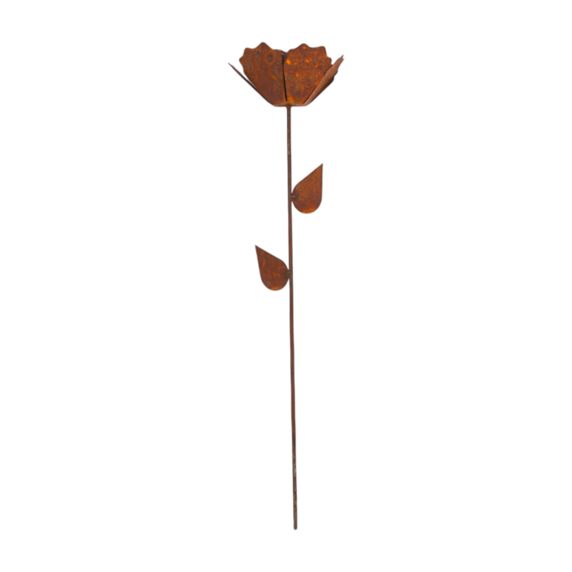 Darstellung von Rose klein mit 2 Blätter gerade