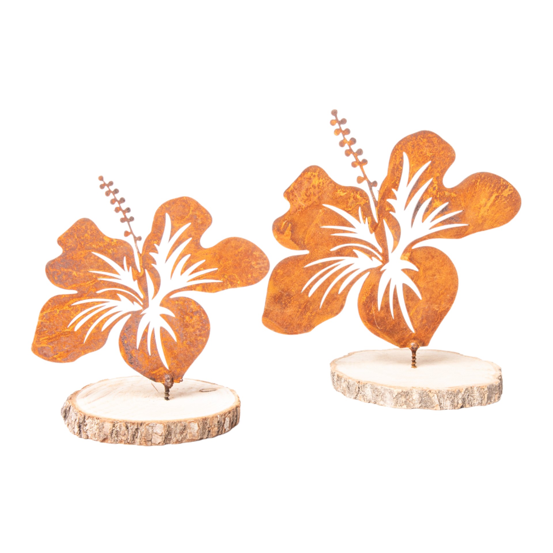 Darstellung von Hibiskus klein mit Dorn